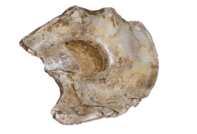 Bones